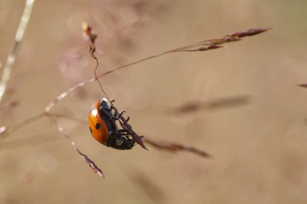 Ladybug on grass — Stock Image Ladybug on grass Stock Image