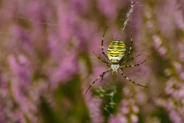 Argiope bruennichi Araña — Foto de Stock