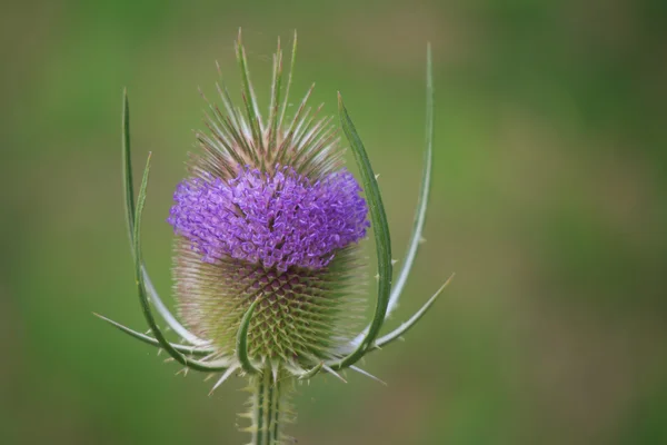 Teasel Dipsacus fullonum — Stok fotoğraf