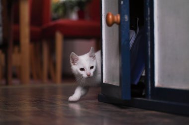 çok güzel beyaz kedi