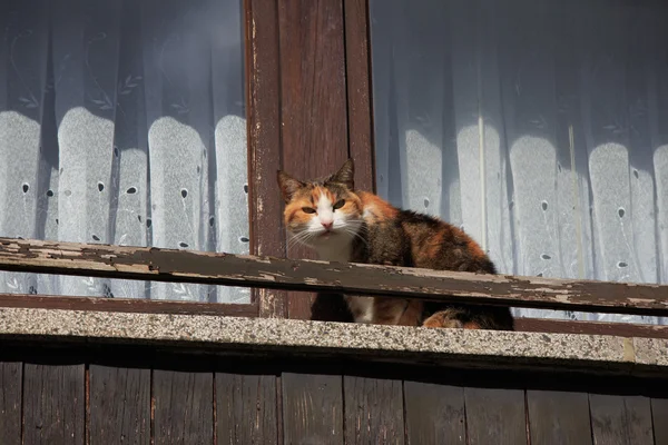 Cat on a window — Stock Photo, Image