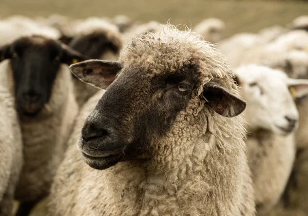 Detal owcy sepia — Zdjęcie stockowe