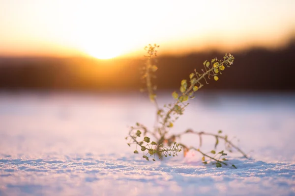 Roślin w śniegu — Zdjęcie stockowe