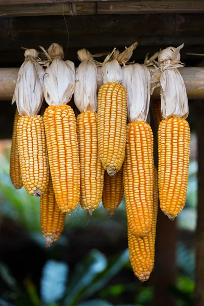 O milho amarelo pendurado para secar — Fotografia de Stock