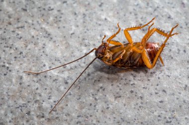 Yer karoları üzerinde ölü Hamam böcekleri
