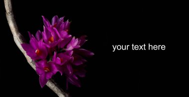 Siyah arka plan üzerine Dendrobium Bracteosum orkide