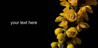 Pomatocalpa spicata Breda orkide siyah arka plan üzerine