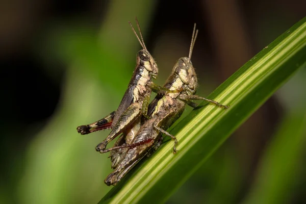 Primer plano de dos saltamontes teniendo sexo en una hoja —  Fotos de Stock