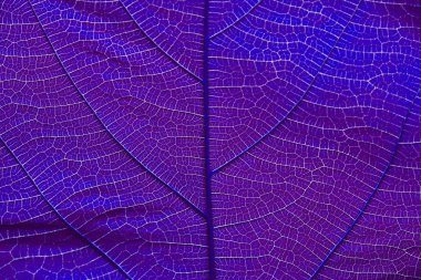 Menekşe yaprak dokusu üzerinde kapat