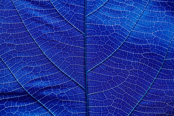 Закрыть на темно-синей текстуре листьев — стоковое фото