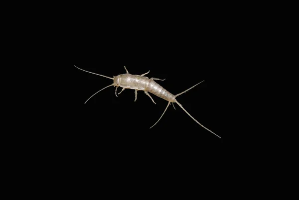 A macro shot of a lepisma on black background (known as silverfi — Stock Photo, Image