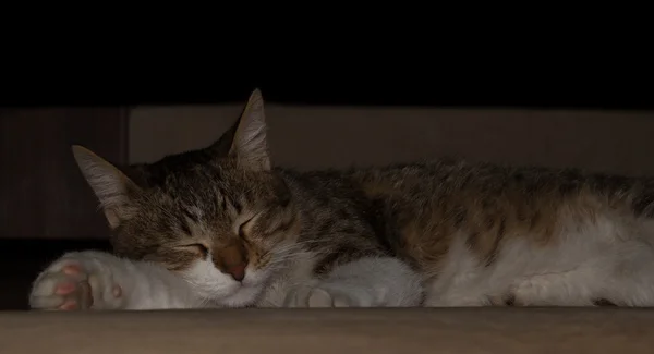 Bianco, arancione, gatto addormentato — Foto Stock