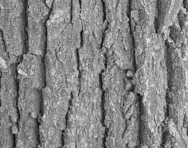 Alte Holz Baumstruktur Hintergrundmuster, Rinde des Baumes — Stockfoto