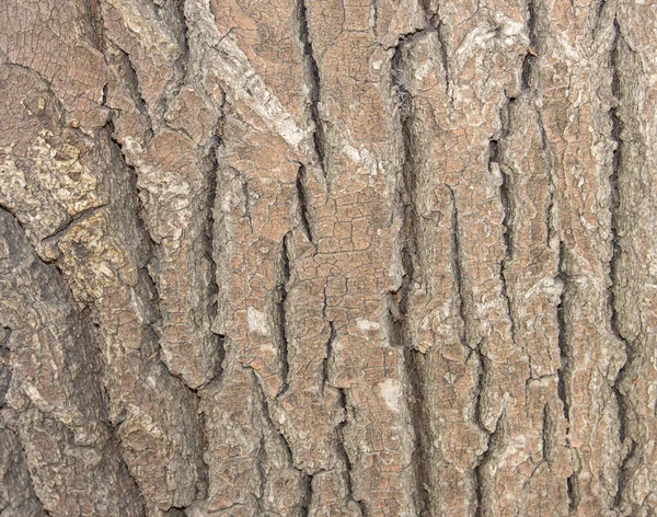 Alte Holz Baumstruktur Hintergrundmuster, Rinde des Baumes — Stockfoto