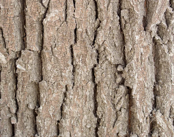 Altes Holz Baum Textur Hintergrundmuster — Stockfoto