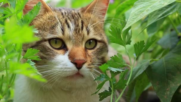 Lambat gerak, oranye-abu-abu, kucing putih — Stok Video