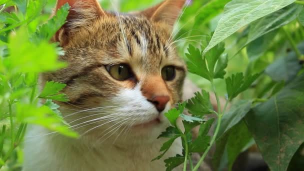 Slow motion,orange-gray, white cat — Stock Video