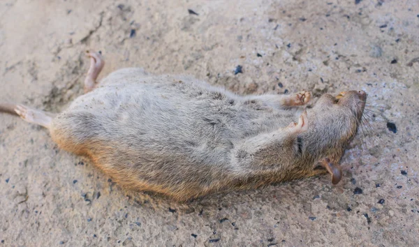 Dead Rat на фоні асфальту на підлозі — стокове фото