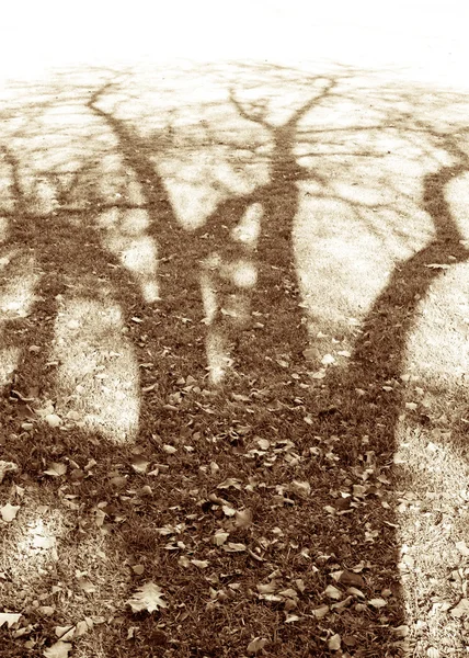 Shadow cast by tree