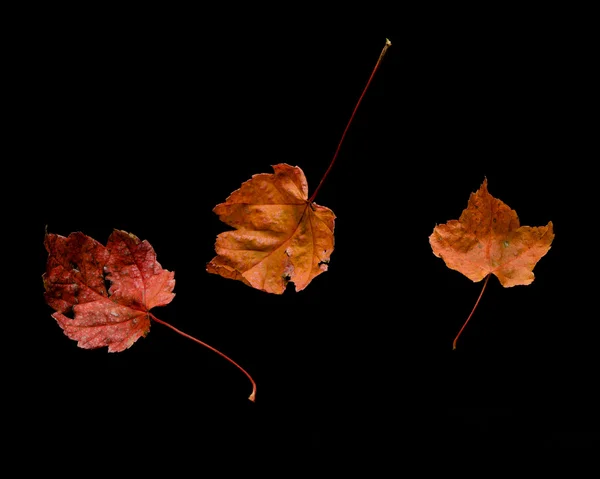 Ensemble de feuilles d'automne — Photo