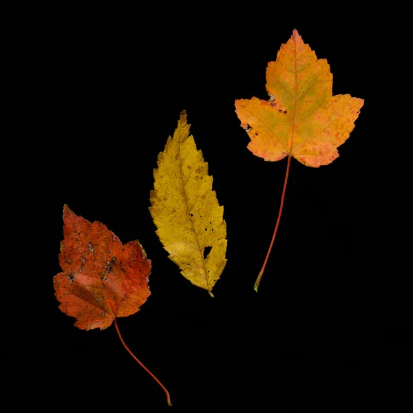 Ensemble de feuilles d'automne — Photo