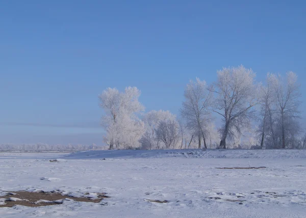 Row of trees covered in hoarfrost — Stock Photo, Image