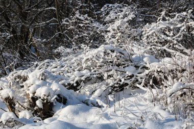 Kışın ilk saatlerinde ağaçların dallarında kar yağar..