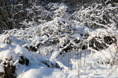 Kalın bir kar tabakasıyla kaplı geçilemez yoğun çalılıklarıyla bir kış ormanı..