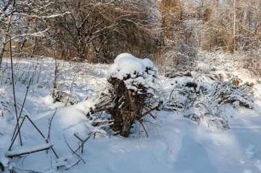 Karla kaplı ağaçlarla kaplı kış manzarası. Güzel kış manzarası.