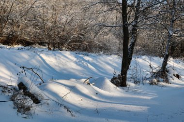 Kış ormanında karla kaplı ağaçlar. Güzel kış manzarası.