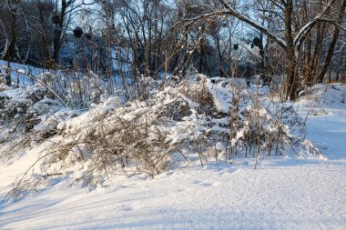 Kış ormanında karla kaplı ağaçlar. Güzel kış manzarası.
