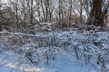 Kış ormanında karla kaplı ağaçlar. Güzel kış manzarası.