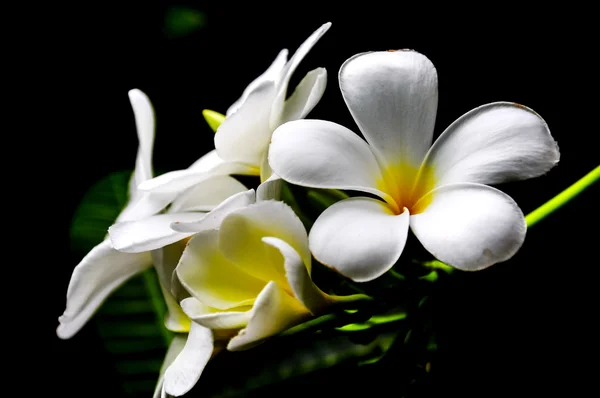 Schöne Nahaufnahme von Plumeria oder Frangipani oder Tempel- oder Pagodenblumen — Stockfoto