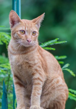 Yeşil arka plandaki kedi