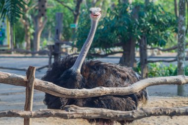 Deve kuşu (Struthio camelusin)