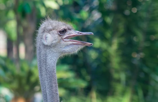 Deve kuşu (Struthio camelusin)