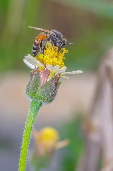 Biene auf gelber Blume Stockbild