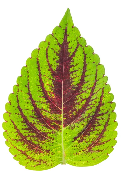 Structure of leaf background — Stock Photo, Image