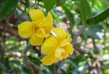 Yeşil arka planda sarı çiçek