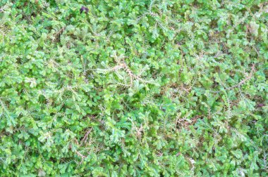 Yeşil Yapraklar duvar arkaplanı