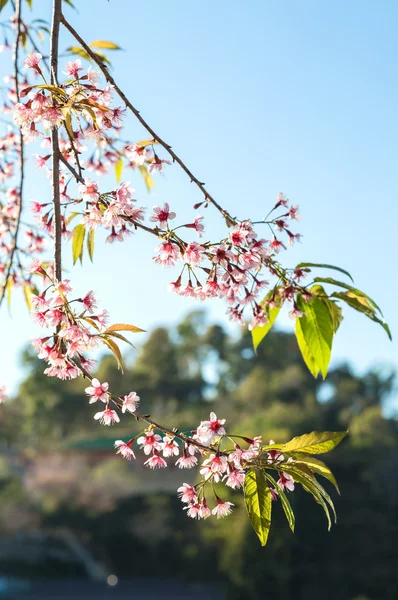 Pembe Sakura çiçek çiçeklenme