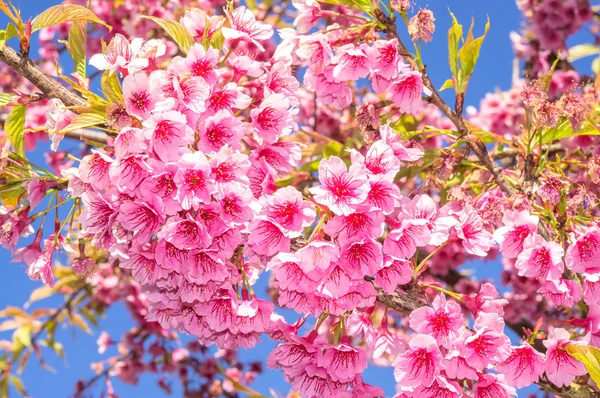 Рожева квітка Sakura цвітіння — стокове фото