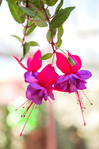 Fuchsia Blume Hintergrund Stockbild