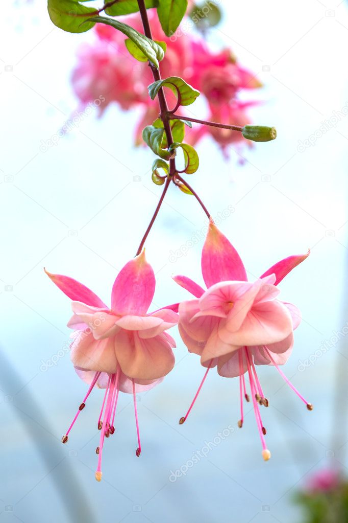 Fuchsia flower background