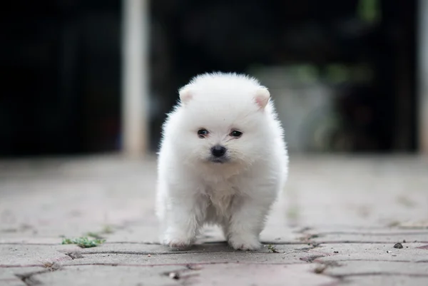 Retrato de um cachorro branco da Pomerânia — Fotografia de Stock