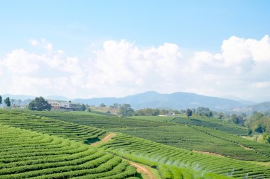 Çay tarlası manzarası