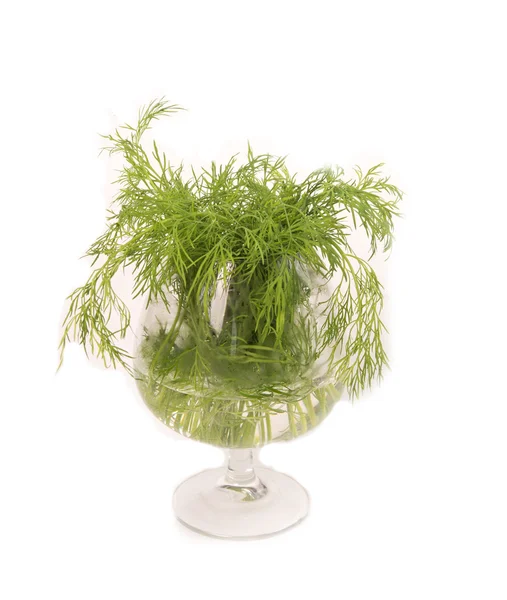 Branches of fresh fennel on a white background