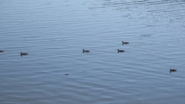 在捷克共和国布拉格伏尔塔瓦河河畔鸭. — 图库视频影像