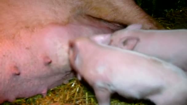 Two little piglet sucking his mother pig — Stock Video