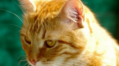  Kızıl saçlı kedi yakından görünüyor
